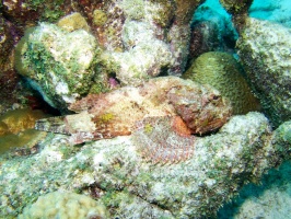 Scorpionfish IMG 5459